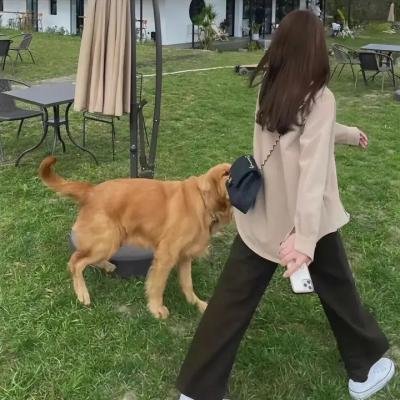 女王的柯基
